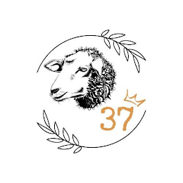 37 logo