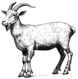 Trademark
