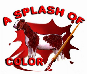 A SPLASH OF COLOR logo