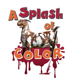 A SPLASH OF COLOR logo