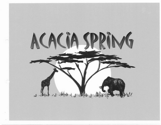 ACACIA SPRING logo