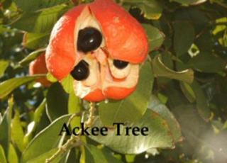 ACKEE TREE logo