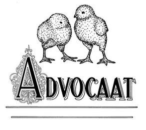 ADVOCAAT logo
