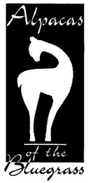 ALPACAS OF THE BLUEGRASS logo