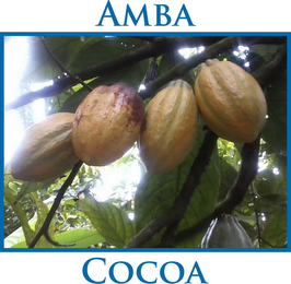 AMBA COCOA logo