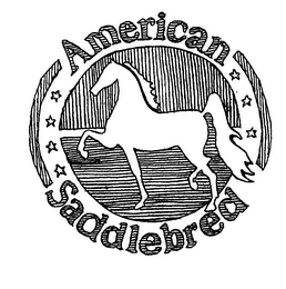 AMERICAN SADDLEBRED logo