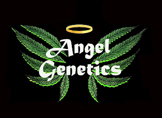 ANGEL GENETICS logo