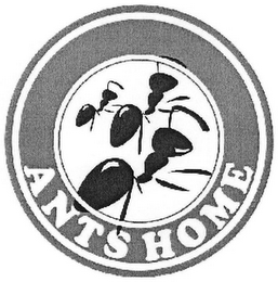 ANTS HOME logo