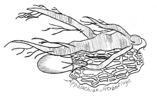 APPALACHIAN HERBOFLAGE logo