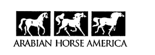 ARABIAN HORSE AMERICA logo