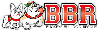 B BBR BUCKEYE BULLDOG RESCUE logo