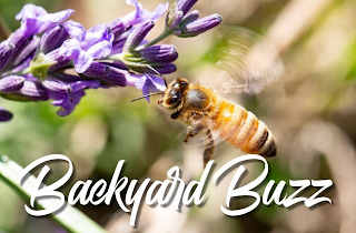 BACKYARD BUZZ logo