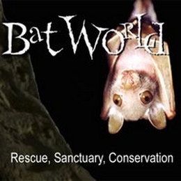 BAT WORLD RESCUE, SANCTUARY, CONSERVATION logo