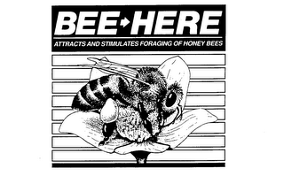 BEE-HERE ATTRACTS AND STIMULATES FORAGING OF HONEY BEES logo