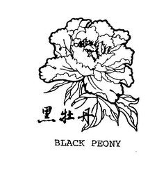 BLACK PEONY