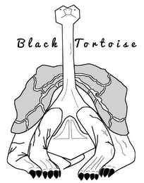 BLACK TORTOISE logo