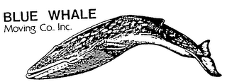 BLUE WHALE MOVING CO., INC. logo