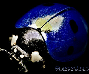 BLUEDETAILS logo
