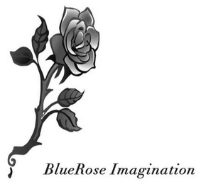 BLUEROSE IMAGINATION logo