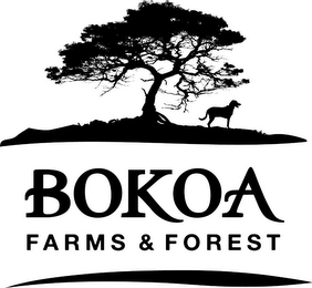 BOKOA FARMS & FOREST logo