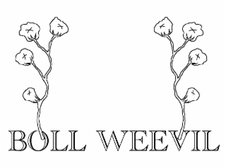 BOLL WEEVIL logo