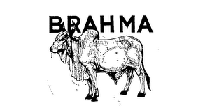 BRAHMA logo