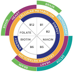 BRAIN BRAIN DETOX BRAIN HEART ANTIOXIDANT HEART CELLULAR METABOLISM CELLULAR METABOLISM ENERGY ENERGY FOLATE B12 B1 B2 NIACIN B5 B6 BIOTIN logo