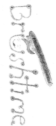 BRUSHTIME logo