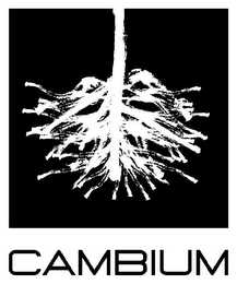 CAMBIUM logo