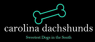 CAROLINA DACHSHUNDS SWEETEST DOGS IN THE SOUTH logo