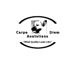 CARPE DIEM ANATOLIANS "WHAT QUALITY LOOKS LIKE" logo