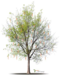 CARROT TREE LOGO EST 2023 logo