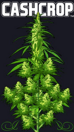 CASHCROP logo