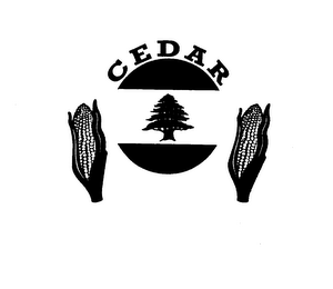 CEDAR logo