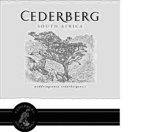 CEDERBERG SOUTH AFRICA WIDDRINGTONIA CEDARBERGENSIS logo