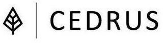 CEDRUS logo
