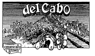 DEL CABO logo
