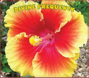 DIVINE FREQUENCY logo