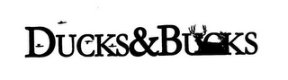 DUCKS & BUCKS logo