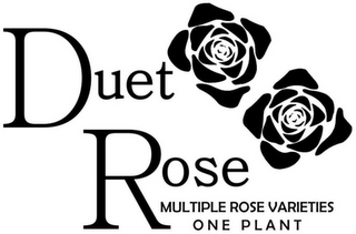 DUET ROSE MULTIPLE ROSE VARIETIES ONE PLANT logo