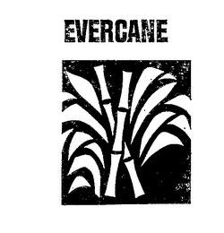 EVERCANE logo