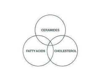 FATTY ACIDS CERAMIDES CHOLESTEROL logo