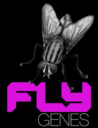 FLY GENES logo