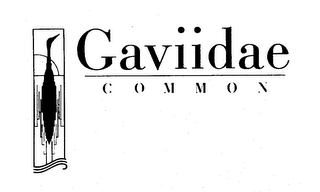 GAVIIDAE COMMON