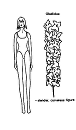 GLADIOLUS SLENDER, CURVELESS FIGURE logo