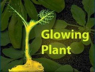 GLOWING PLANT logo