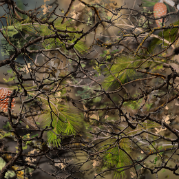 GO WILD CAMO HIDDEN TIMBER logo