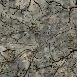 GO WILD CAMO ROCK-STAR logo