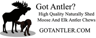GOT ANTLER? HIGH QUALITY NATURALLY SHED MOOSE AND ELK ANTLER CHEWS GOTANTLER.COM logo