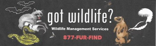 GOT WILDLIFE? WILDLIFE MANAGEMENT SERVICES 877- FUR- FIND logo